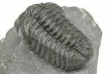 Phacopid (Adrisiops) Trilobite - Jbel Oudriss, Morocco #222403-4
